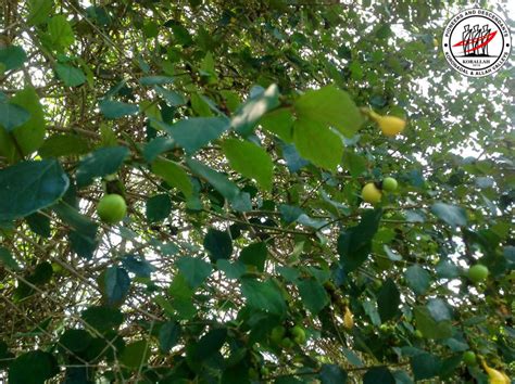 dadiangas tree|Know our Roots: Save, Cultivate, Protect Dadiangas .